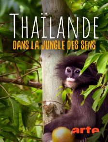Arte - Thaïlande, dans la jungle des sens