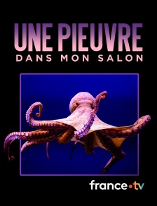 france.tv - Une pieuvre dans mon salon