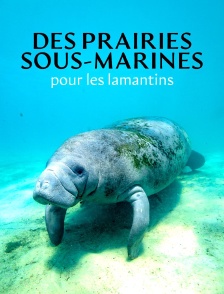 Des prairies sous-marines pour les lamantins