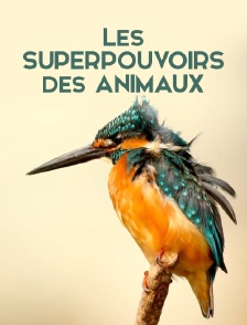 Les superpouvoirs des animaux