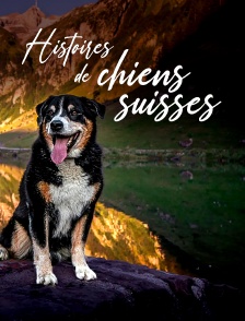 Histoires de chiens suisses
