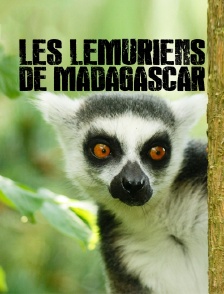 Les lémuriens de Madagascar