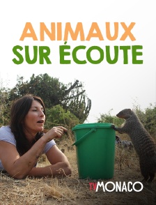 TV Monaco - Animaux sur écoute
