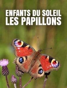 Enfants du soleil, les papillons