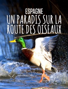 Espagne : un paradis sur la route des oiseaux
