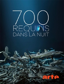 Arte - 700 requins dans la nuit