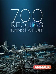 Animaux - 700 requins dans la nuit