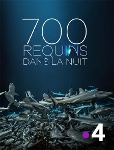 France 4 - 700 requins dans la nuit