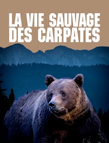 La vie sauvage des Carpates