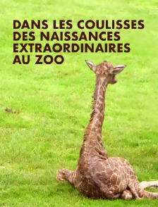 Dans les coulisses des naissances extraordinaires au zoo