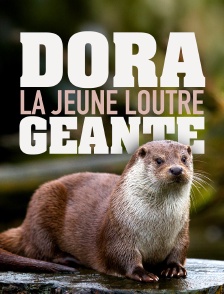Dora, la jeune loutre géante