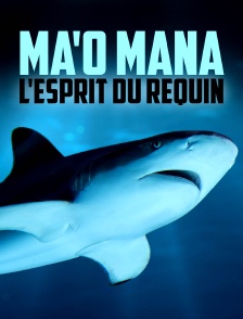 Ma'o Mana l'esprit du requin