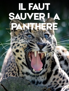 Il faut sauver la panthère