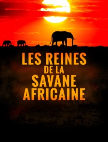 Les reines de la savane africaine