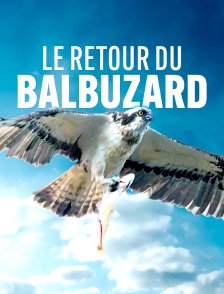 Le retour du Balbuzard