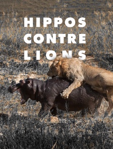 Hippos contre lions