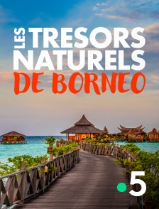 France 5 - Les trésors naturels de Bornéo