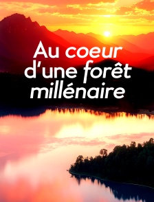 Au coeur d'une forêt millénaire