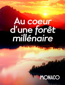 TV Monaco - Au coeur d'une forêt millénaire