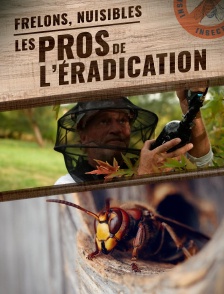 Frelons, nuisibles : les pros de l'éradication