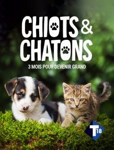 T18 - Chiots & chatons, 3 mois pour devenir grand