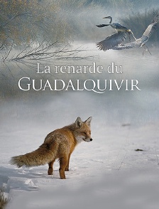 La renarde du Guadalquivir