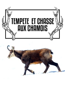 Tempête et chasse aux chamois