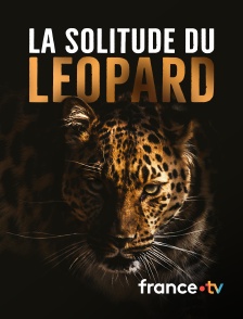 france.tv - La solitude du léopard