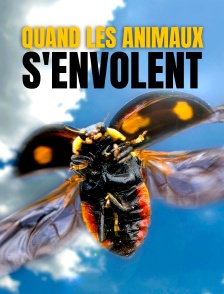 Quand les animaux s'envolent