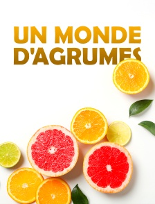 Un monde d'agrumes