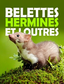 Belettes, hermines et loutres