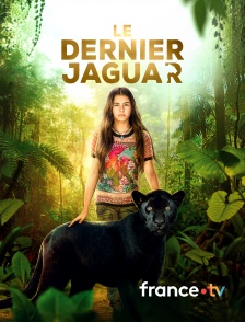 france.tv - Le dernier jaguar