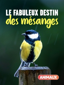 Le fabuleux destin des mésanges