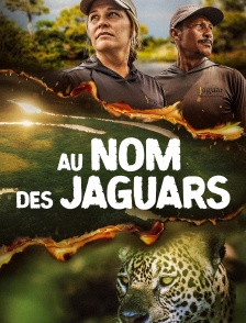 Au nom des jaguars