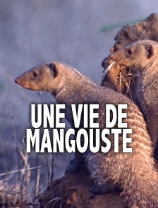 Une vie de mangouste