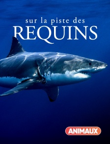 Animaux - Sur la piste des requins : une exploration océanique
