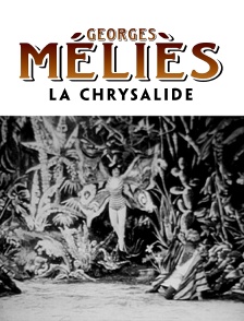 La chrysalide