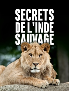 Destination Wild : L'Inde à l'état sauvage