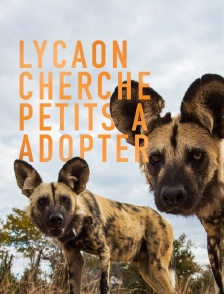 Lycaon cherche petits à adopter
