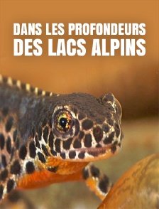 Dans les profondeurs des lacs alpins