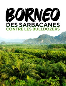 Bornéo : Des sarbacanes contre les bulldozers
