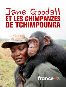 france.tv - Jane Goodall et les chimpanzés de Tchimpounga