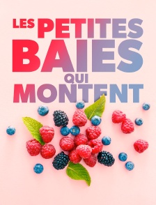 Les petites baies qui montent