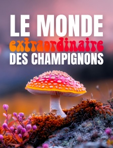 Le monde extraordinaire des champignons