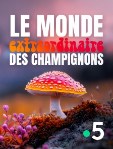 France 5 - Le monde extraordinaire des champignons