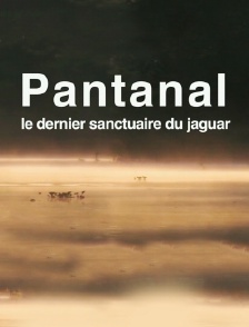 Pantanal, le dernier sanctuaire du jaguar