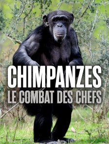 Chimpanzés, le combat des chefs
