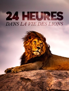 24 heures dans la vie des lions