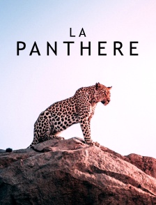 Léoparde : la reine du Serengeti