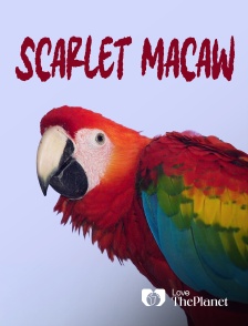 Love the Planet - Scarlet Macaw